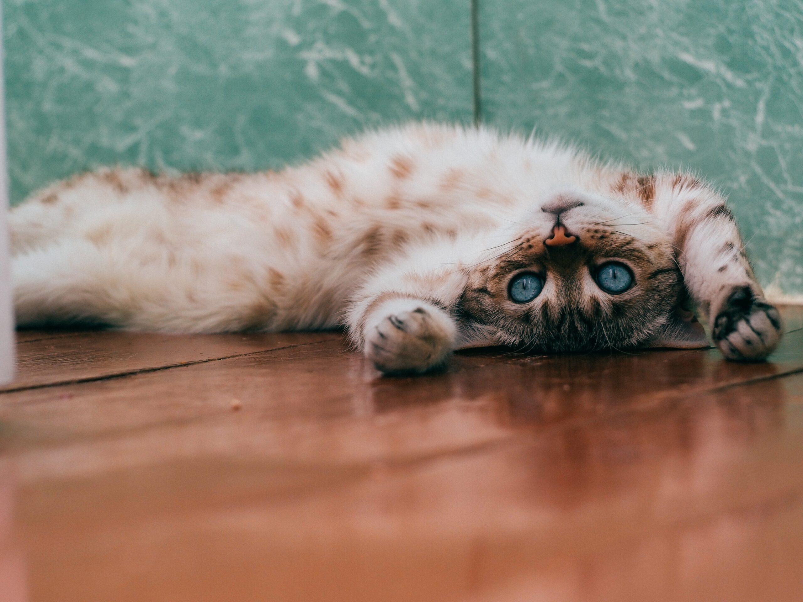 Fluffy cat on wooden floor