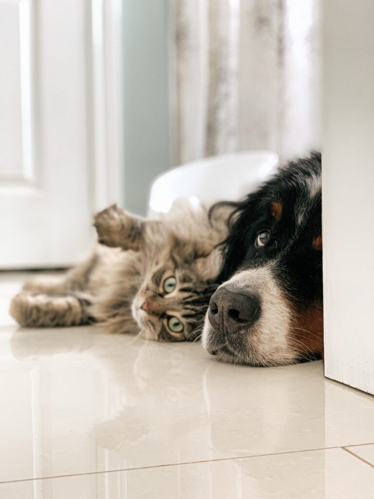 Dog and Cat lying together 