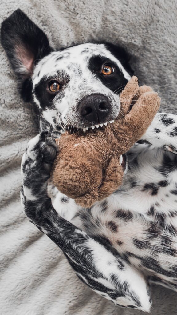 Dalmatian with teddy 