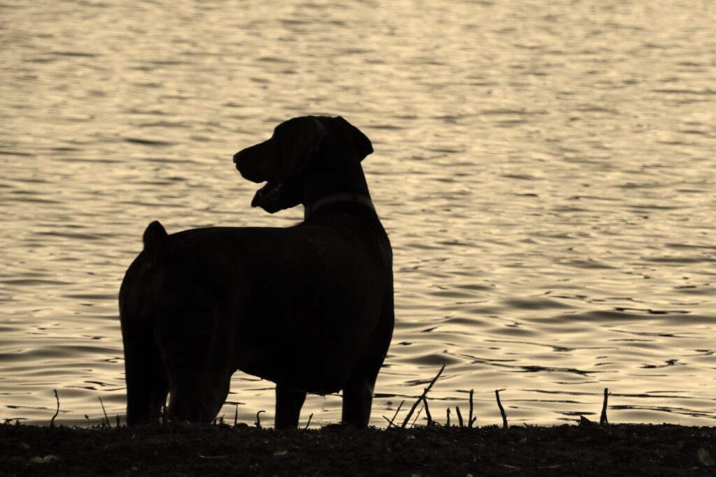 silhouette of dog by lake