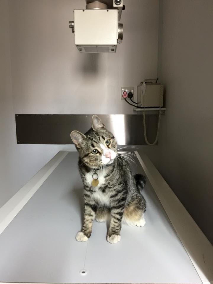 Peewee Mercury Street Veterinary Hospital Veterinary Cat