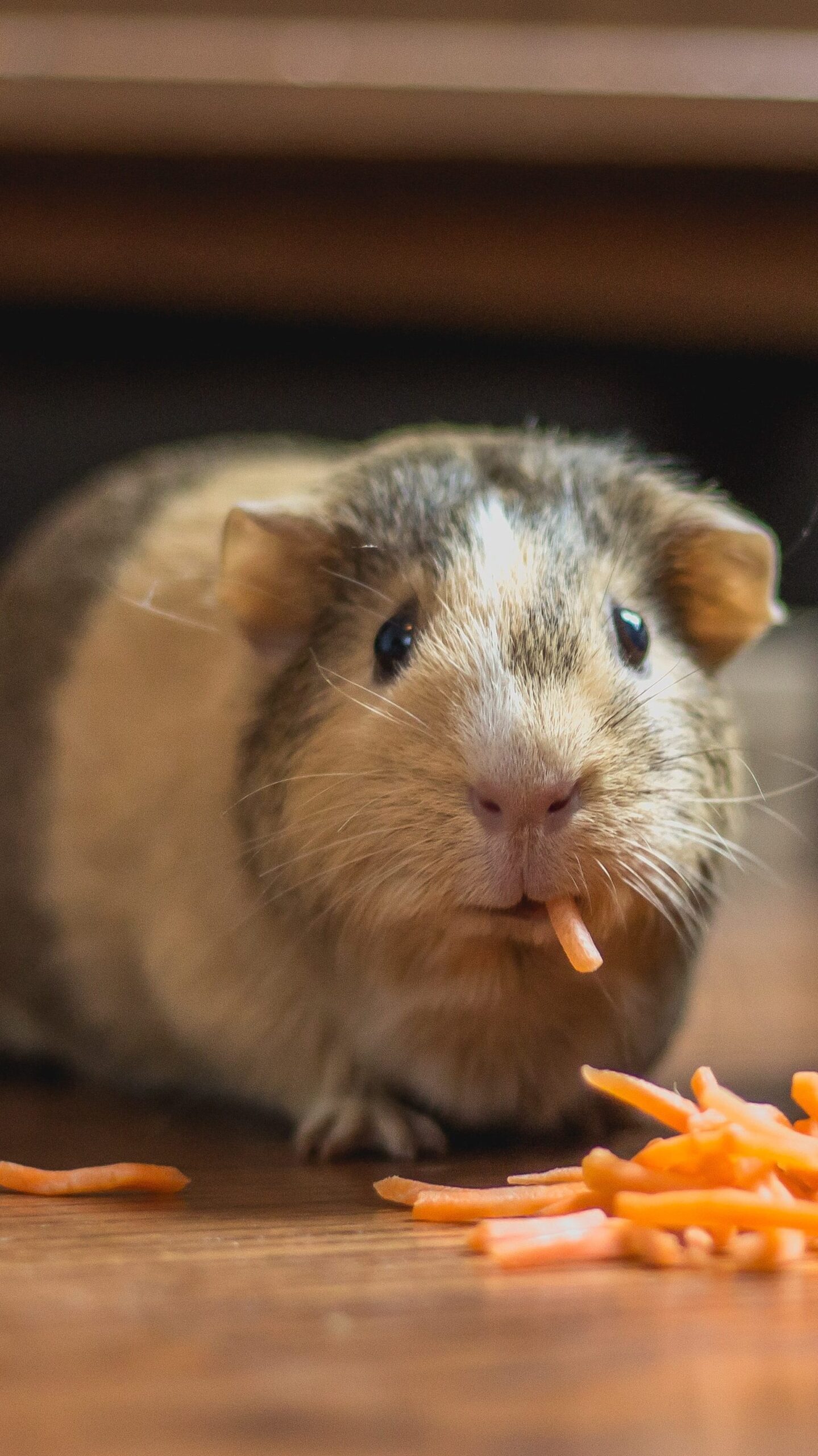 two Guinea Pigs eating carrots