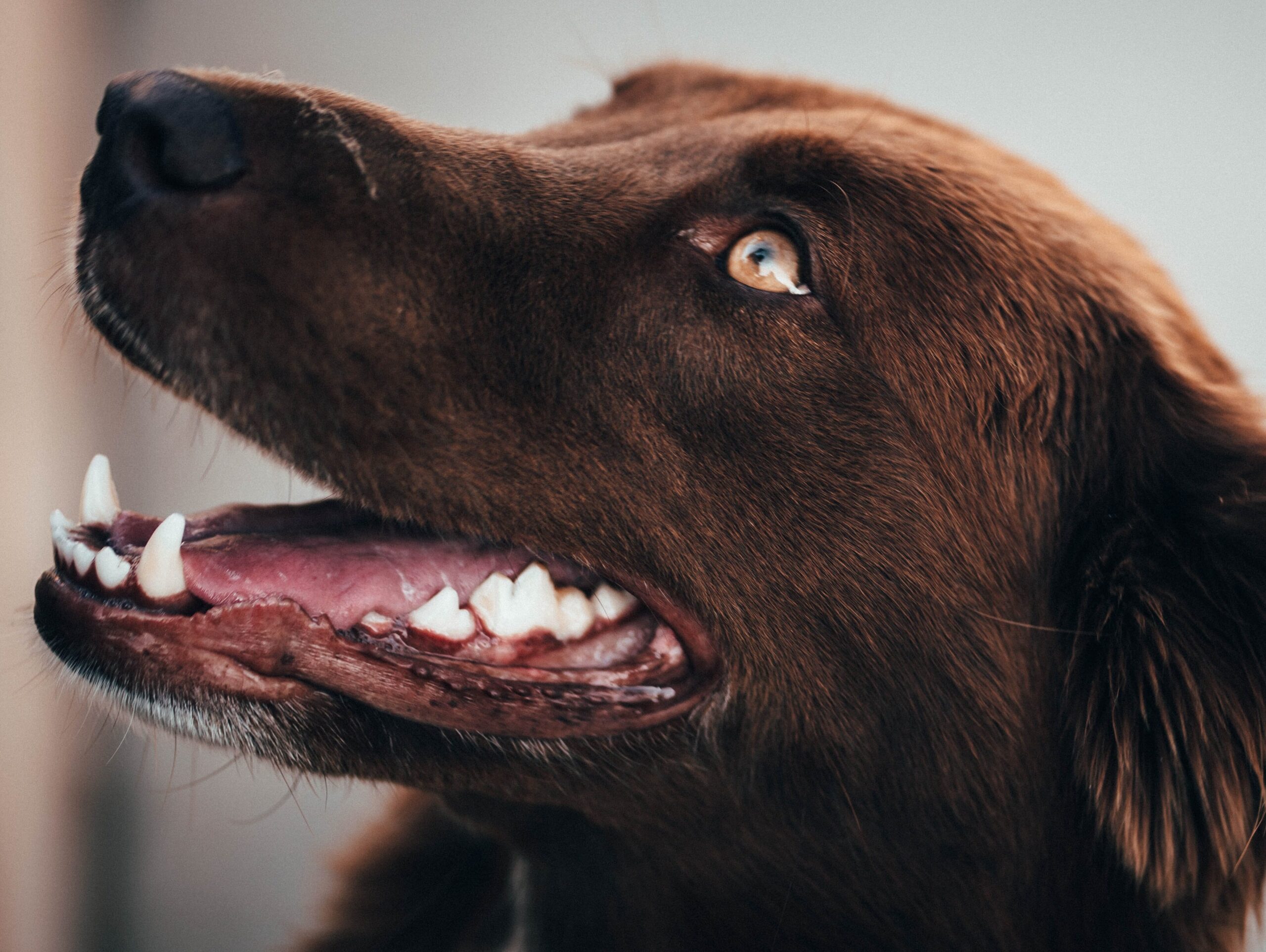 Brown Dog panting and showing teeth
