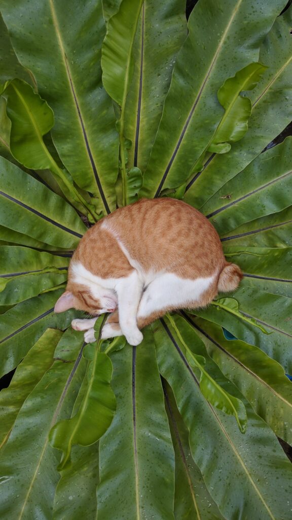 Ginger and white cat curled up in leaves