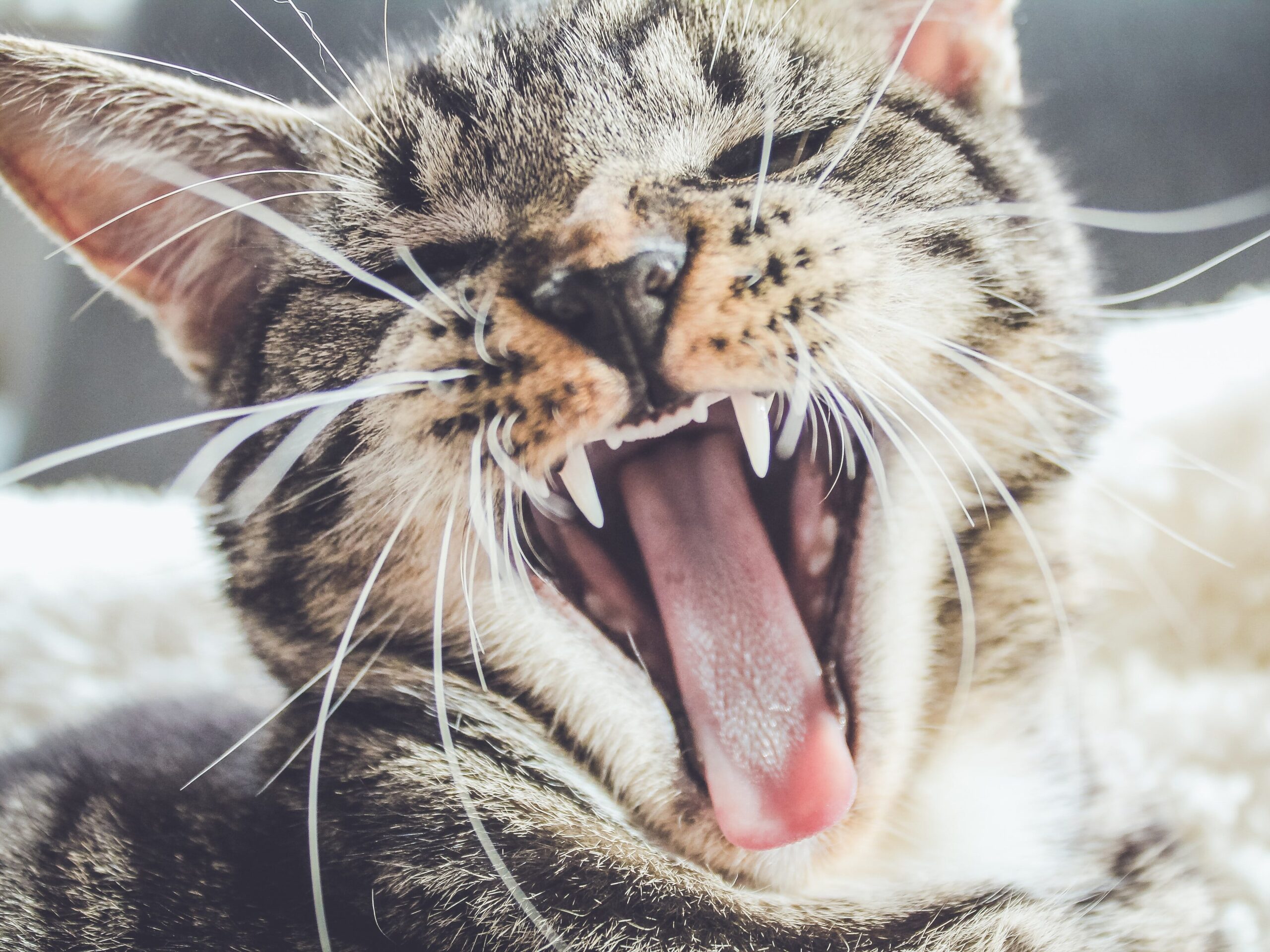 Cat Yawn with whiskers
