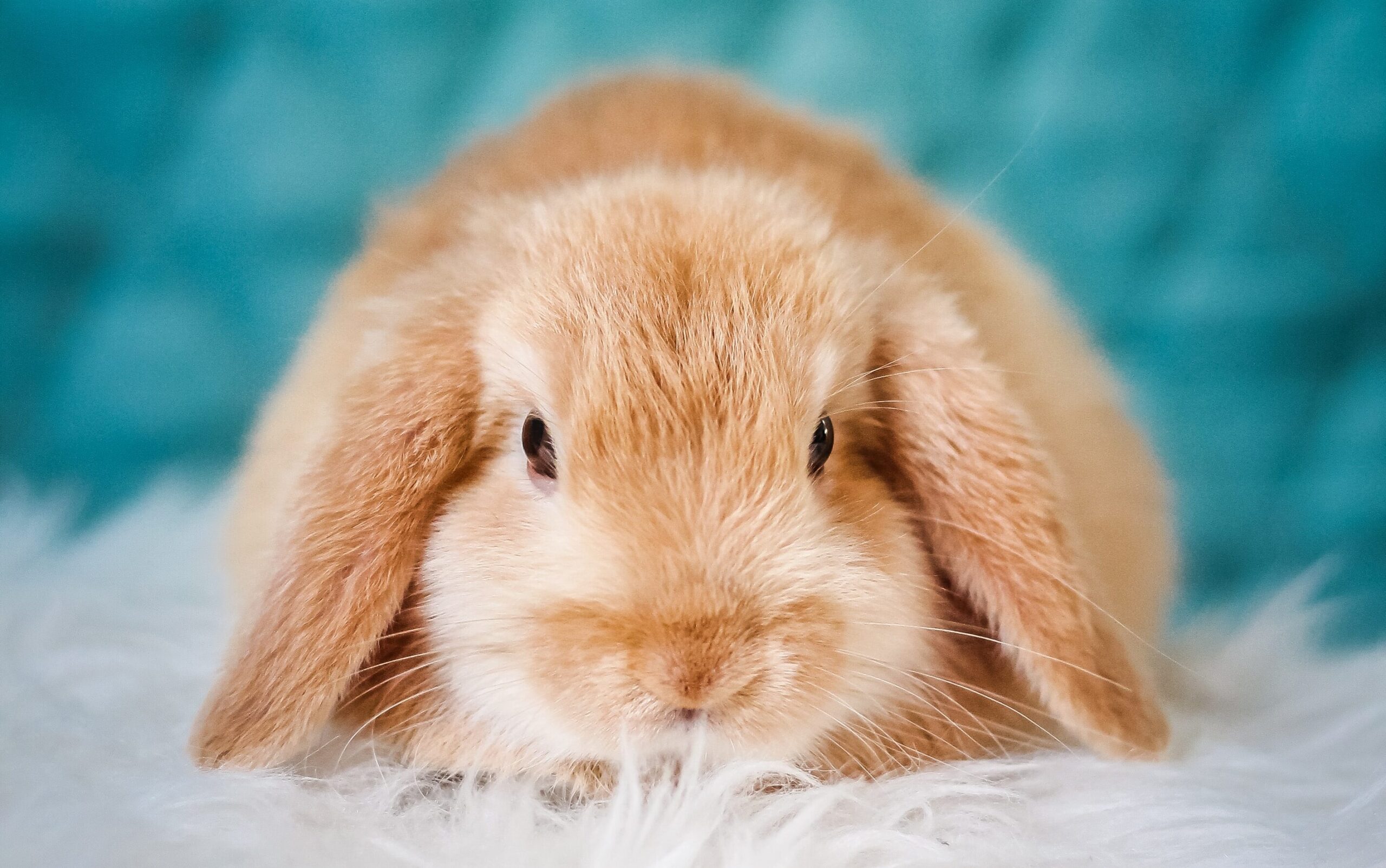 brown rabbit on fluffy blanket with blue  background