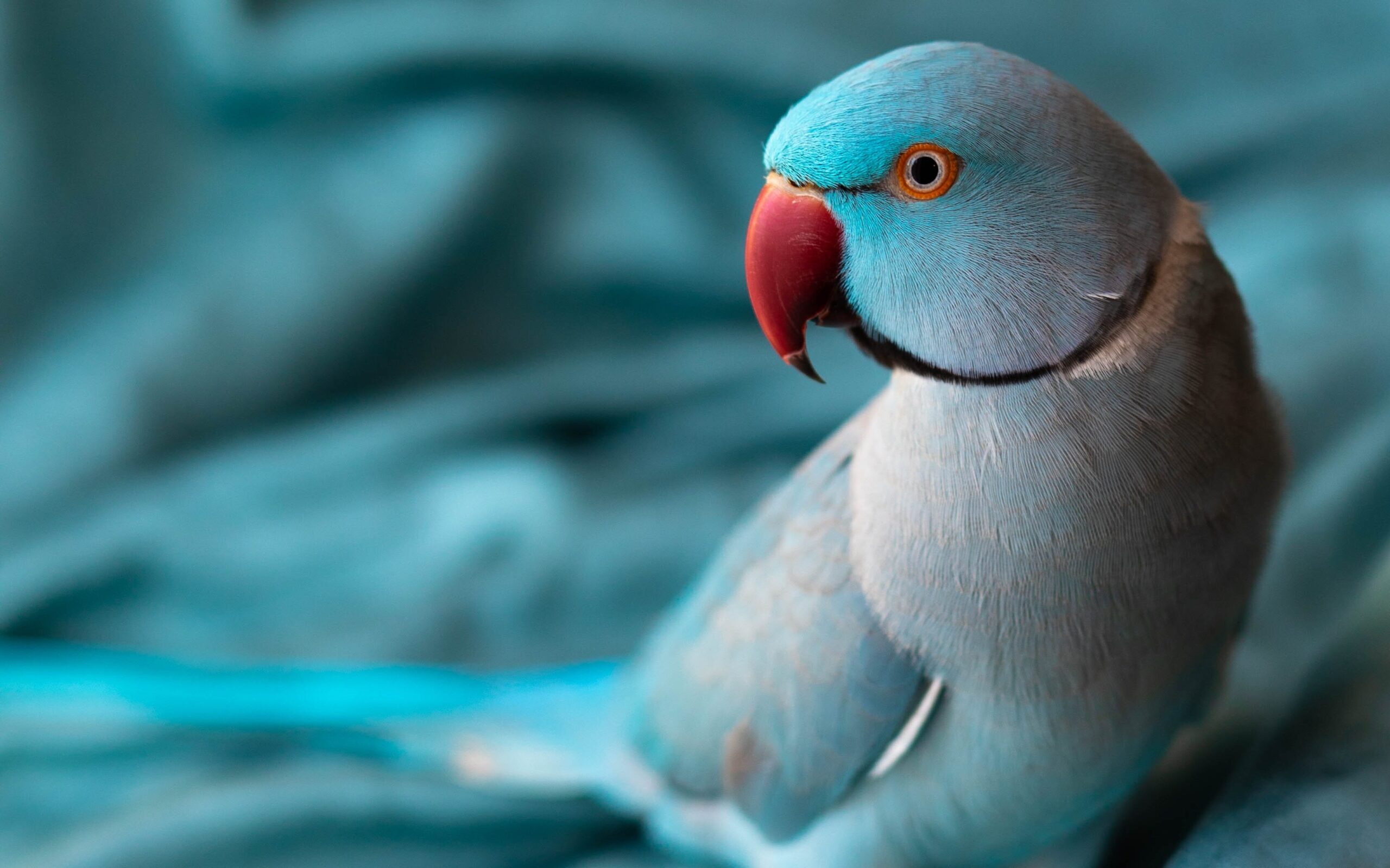 Blue parrot on blue blanket