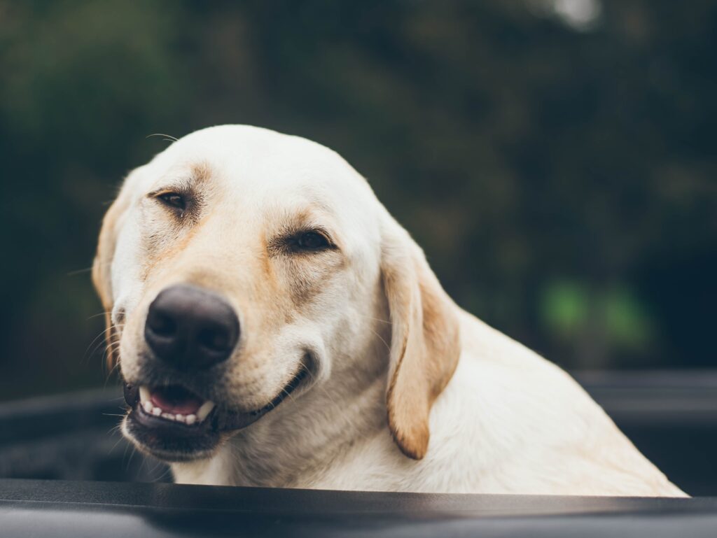 Happy smiley dog