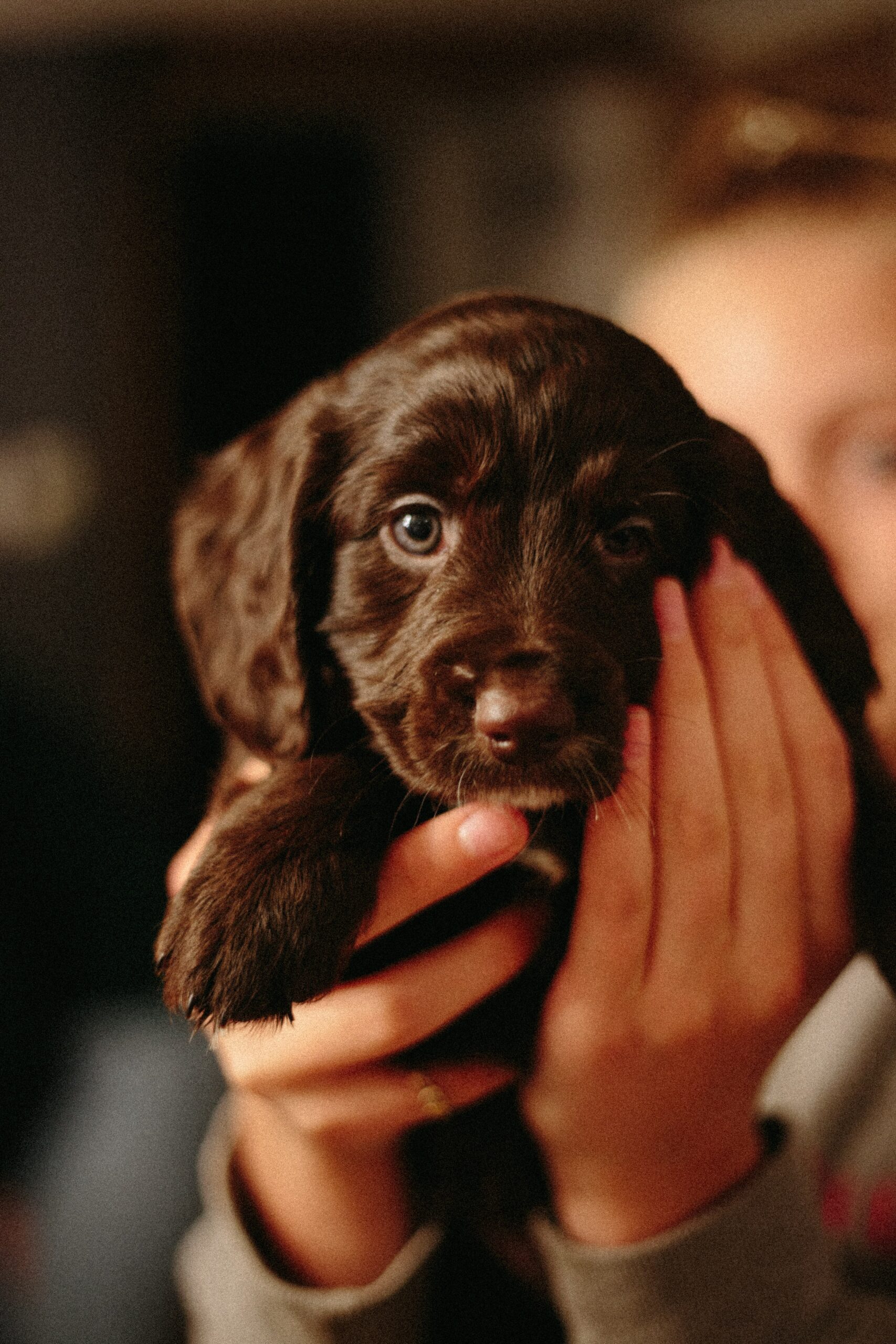 Brown puppy being held