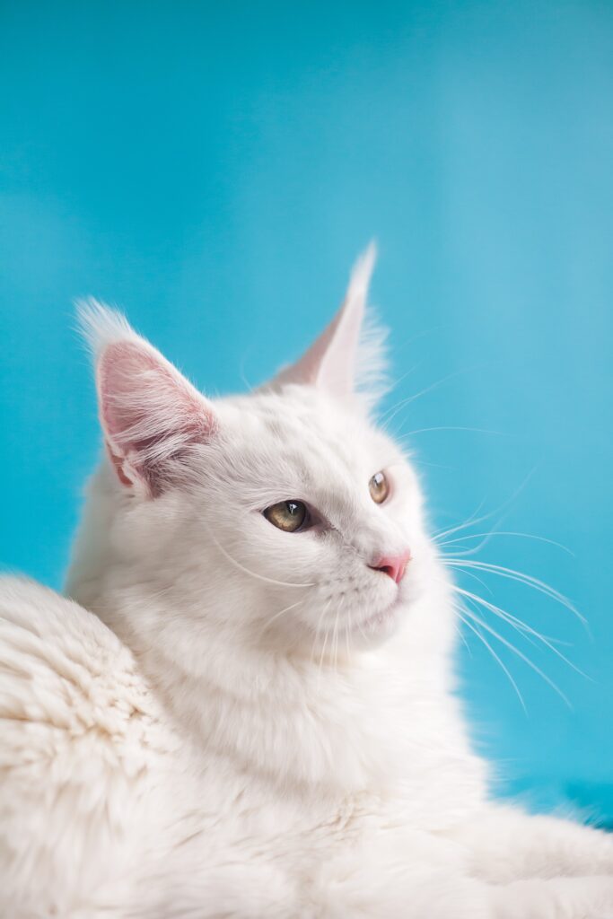 White fluffy cat with blue background