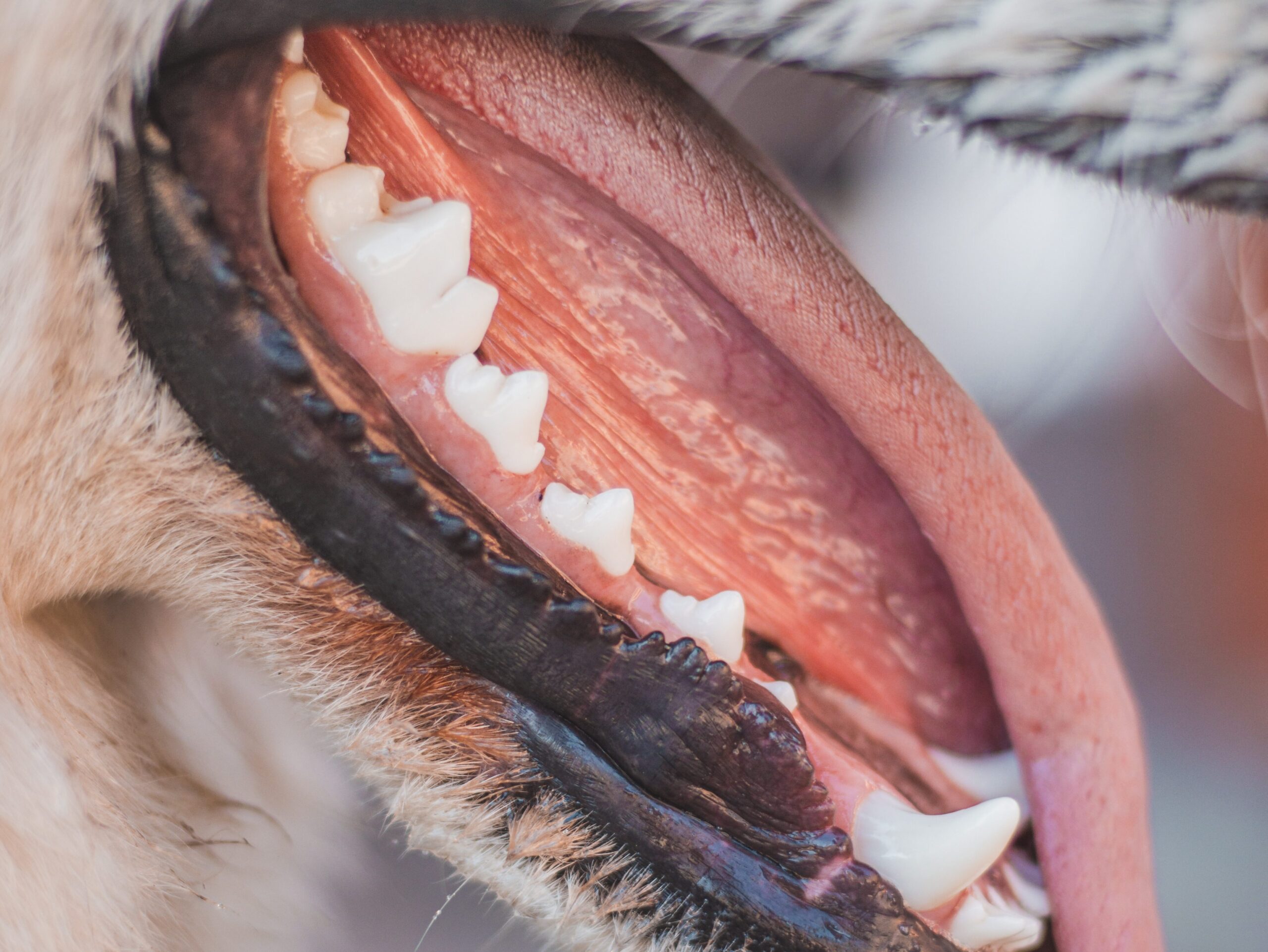 Healthy dog teeth and mouth