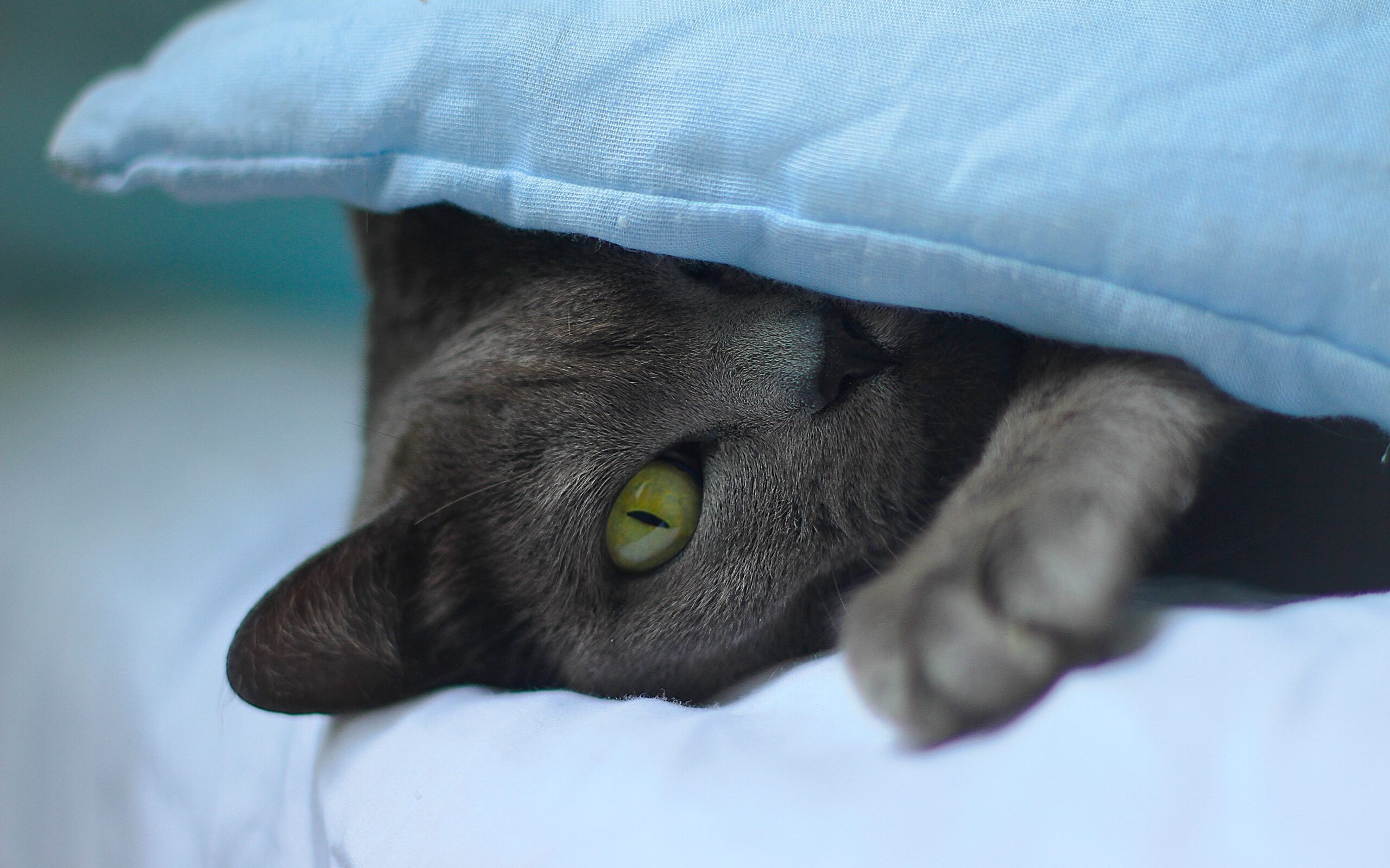 Grey cat in blue blanket