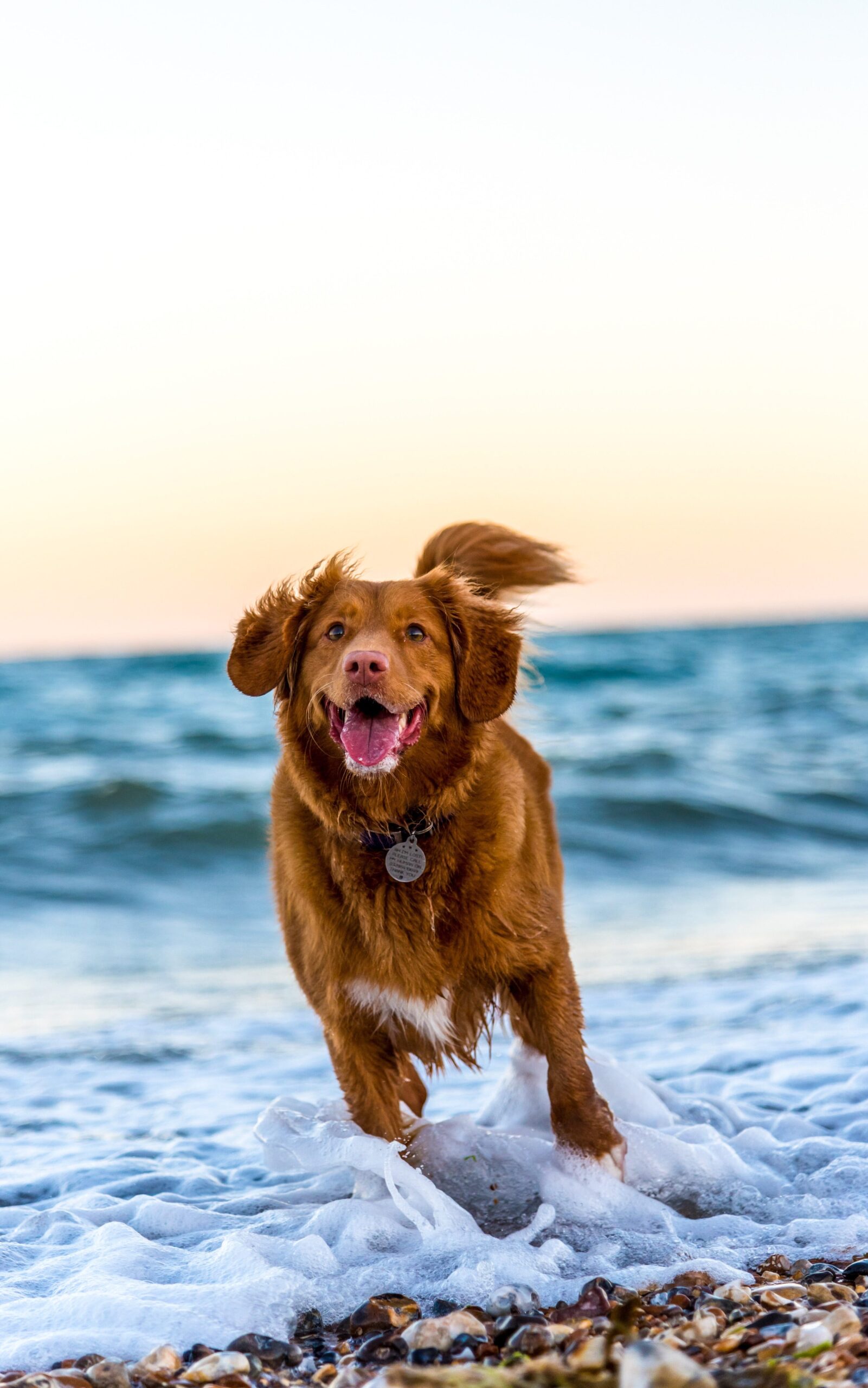 Brown dog in sea waves