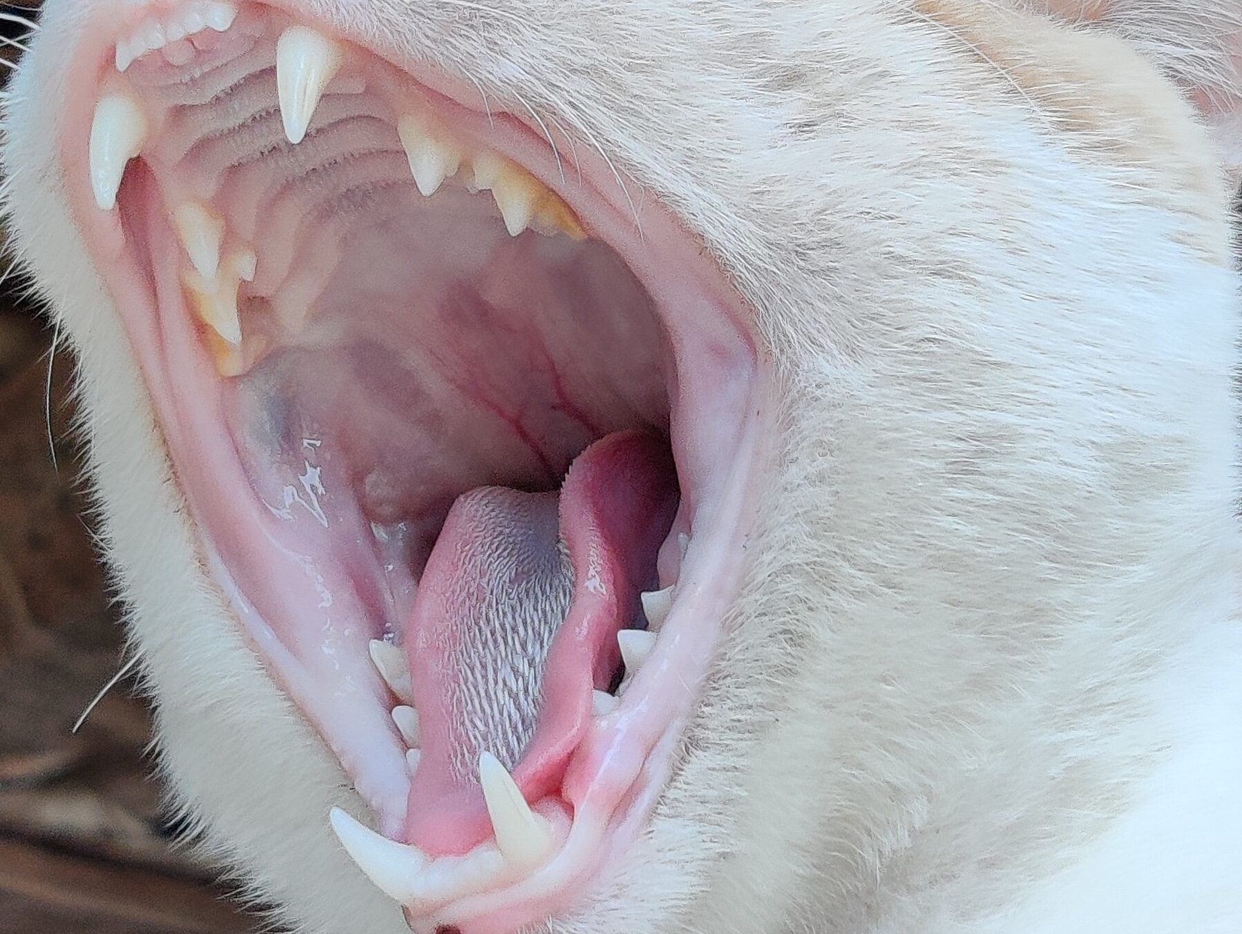 Cat yawn showing inside of mouth
