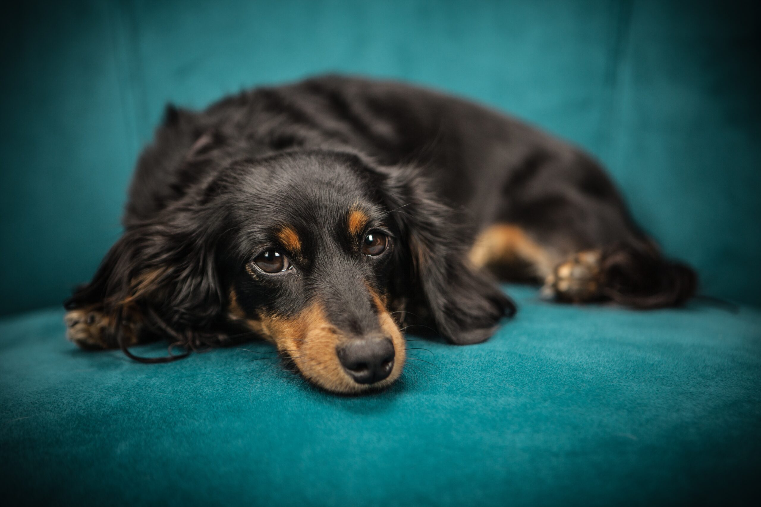 Black and brown Dachshund on blue couch