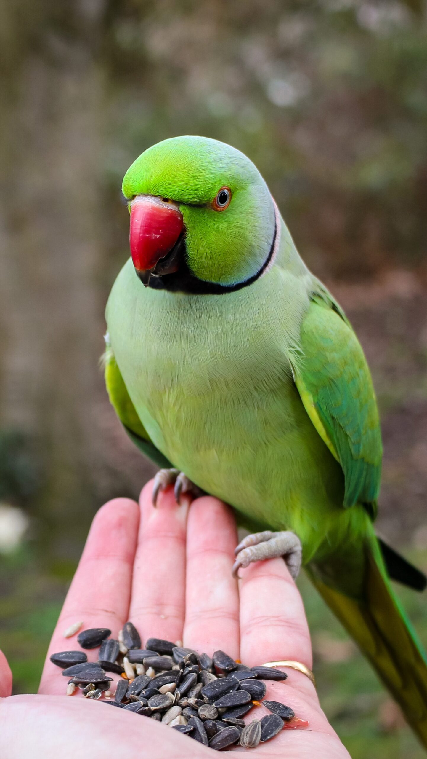Green parrot on hand with seed