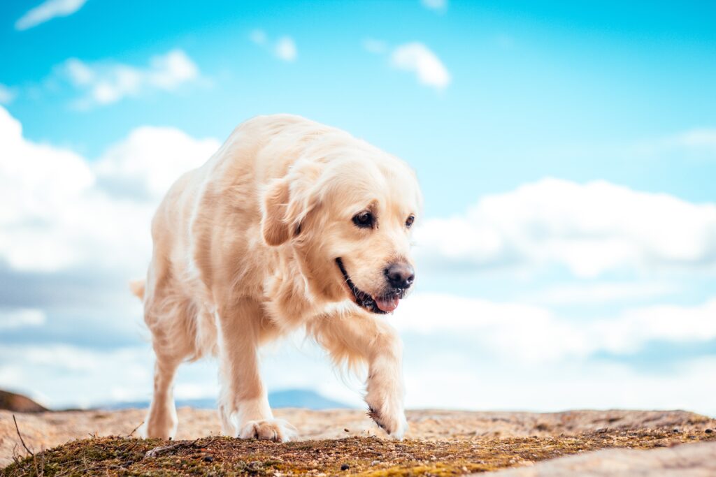 Old dog on beach