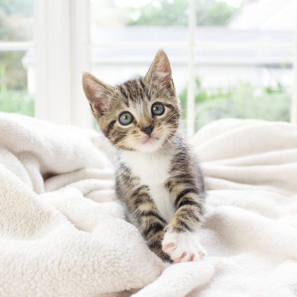 Kitten on blanket