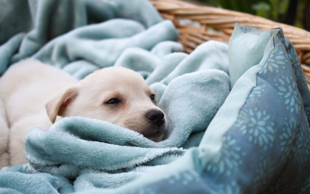 Puppy in blue blanket